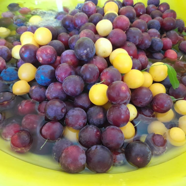 owoce_28082023_zdjęcie2